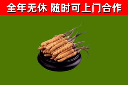 商水县回收散虫草