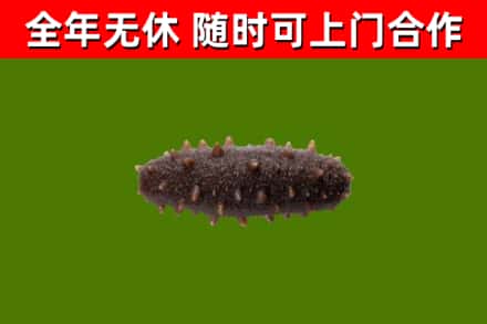 商水县回收海参干